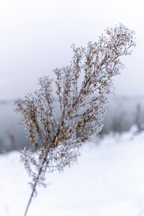 雪覆枝桠的冬日景致