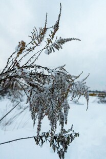 雪覆枝桠的冬日景致