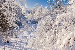 冬日雪覆树林美景