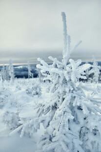 雪覆树木的冬日美景