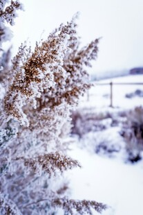 雪覆枝叶的冬日景致