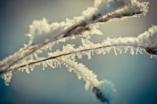 冬日枝头的晶莹霜花