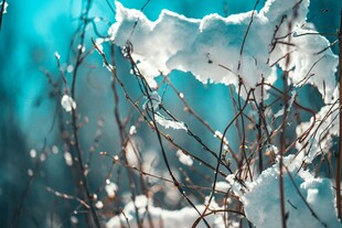 雪覆枯枝的冬日景致