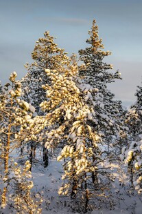 雪覆松林美景