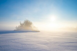 冬日雪地中的阳光与树木