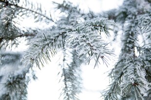 雪覆松枝的冬日美景