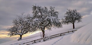 雪覆树木的冬日美景