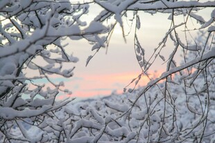 雪覆树枝间的梦幻暮色