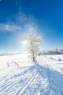 冬日雪野中的孤独树木