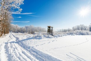 冬日雪野中的静谧风光