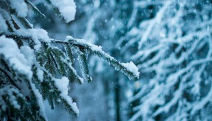 雪覆松枝的冬日美景