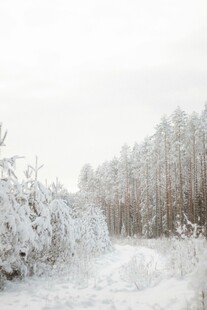 冬日雪景中的银白树林