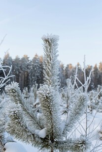 冬日雪景中的覆雪松树