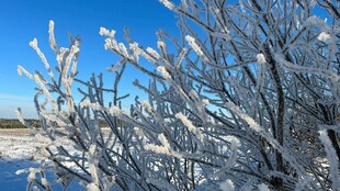 冬日枝头覆雪美景