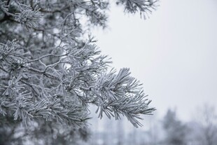 雪覆松枝的冬日美景