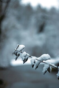 枝头覆雪