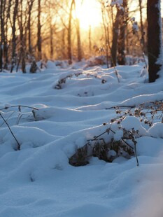 冬日雪林夕阳美景