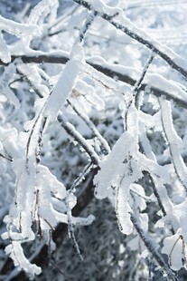 冬日枝头覆雪美景