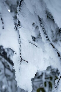 枝头覆雪的冬日景象
