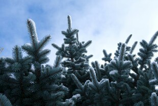 雪覆松枝