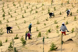 沙漠植树