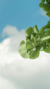 绿叶映蓝天