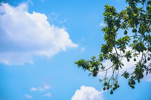 蓝天绿树间的清新景致