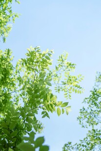绿叶映蓝天