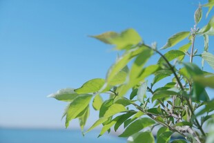 蓝天绿叶
