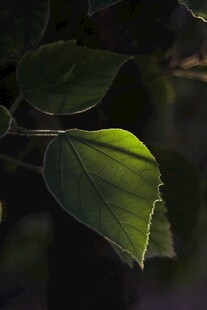 阳光下的翠绿叶片