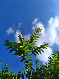 蓝天绿叶