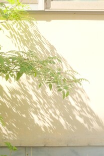 墙上映着绿植的光影