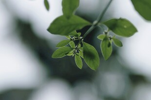 嫩绿枝叶特写