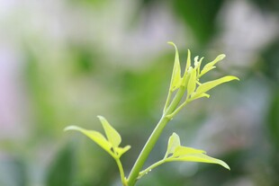 嫩绿新枝