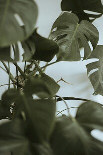 龟背竹叶特写