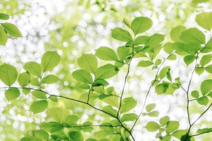 嫩绿枝叶展现盎然生机