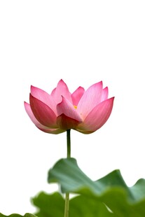绽放的粉色荷花