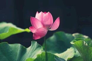 娇艳荷花绽放绿叶间