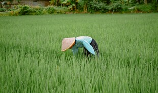田间劳作的农民