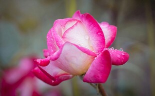娇艳粉色月季花