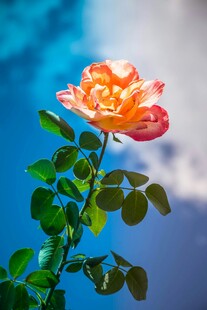 阳光下的娇艳月季花