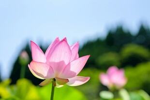 娇艳荷花绽放于绿意间