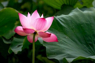 娇艳荷花绽放于绿叶间
