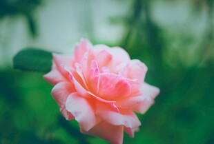 娇艳粉色月季花特写