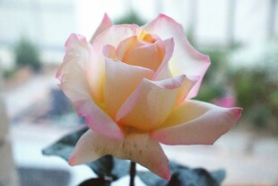 粉色柔美绽放的月季花