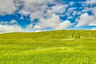 翠绿田野与蓝天白云美景