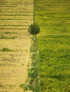 田野中孤独的绿色植株