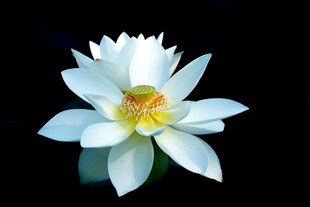 洁白绽放的美丽白莲花