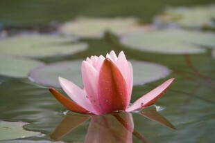 水中绽放的娇艳粉色睡莲