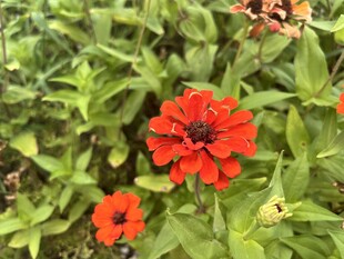 百日菊